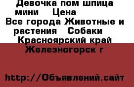 Девочка пом шпица мини  › Цена ­ 30 000 - Все города Животные и растения » Собаки   . Красноярский край,Железногорск г.